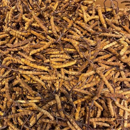 冬虫夏草一克 商品图2