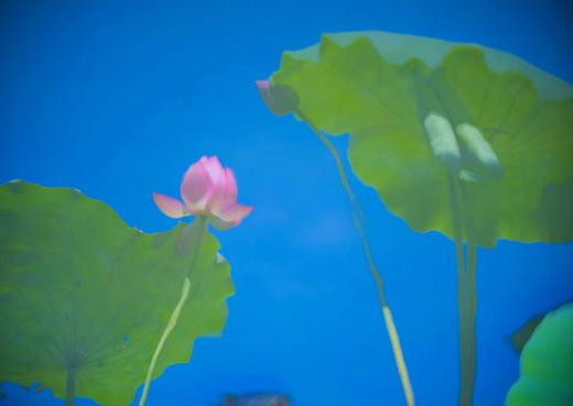 7月11/12日 荷花摄影进阶班：前期+实践+后期（可选择课程） 商品图5