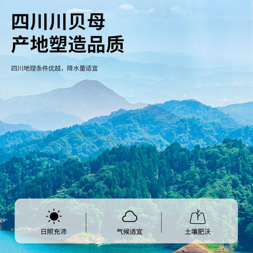 【正宗同仁堂品牌】北京同仁堂 青源堂 川贝50克 口感醇厚 入口微苦回甘 颗粒饱满 形态完整SY 商品图6