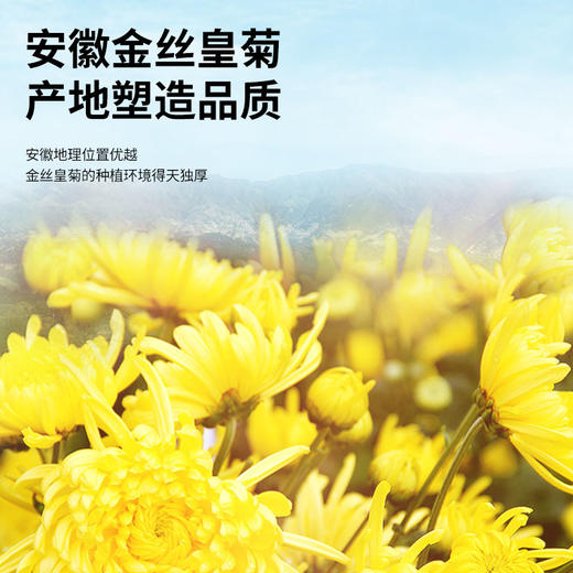 【正宗同仁堂品牌】北京同仁堂 青源堂 金丝皇菊35朵 菊韵似锦 齿间含香 汤色透亮 色泽自然SY 商品图2
