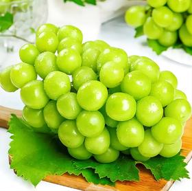 限时尝鲜，葡萄盛宴 