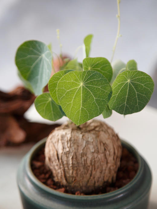 山乌龟 商品图1