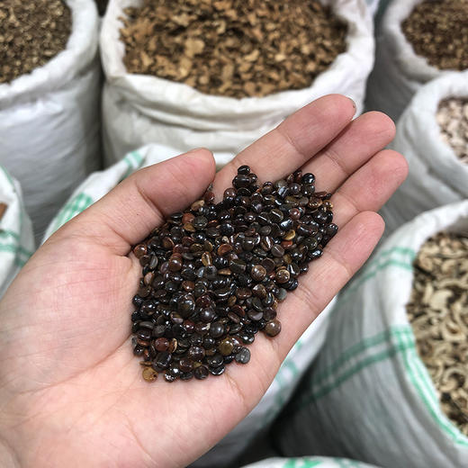 枳椇子  枳具子 商品图4