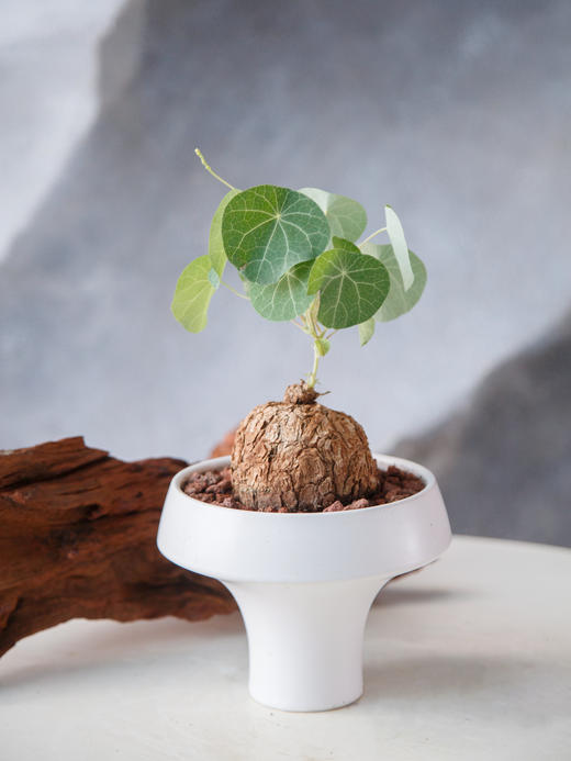 山乌龟 商品图3