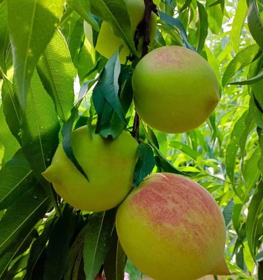 正宗连平鹰嘴桃，产地果园直供精选大果，现摘现发~省内京东冷链包邮到家 商品图2