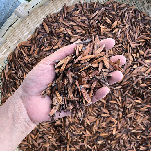 喜树果 商品图4