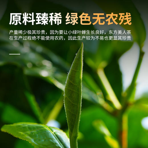 凤宁号滇红伴手礼【东方美人】60克/盒 商品图3