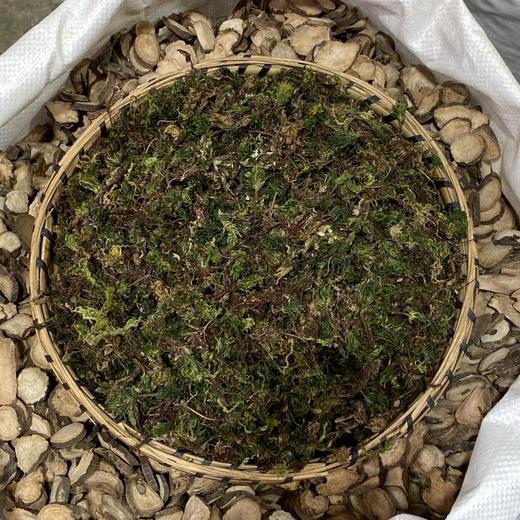 回心草 商品图2