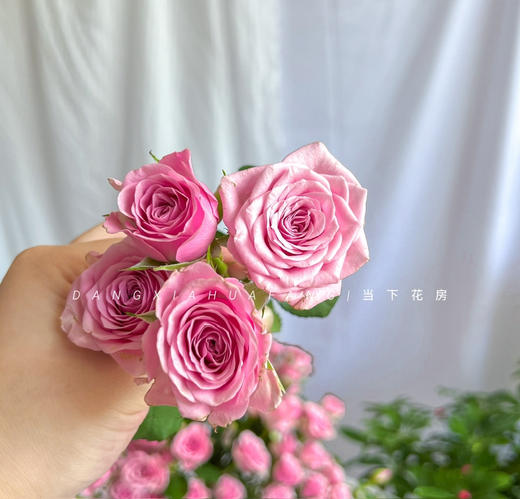 【AB级诺拉多头玫瑰.第二份减10元】5支/份 长约60-65cm 商品图7