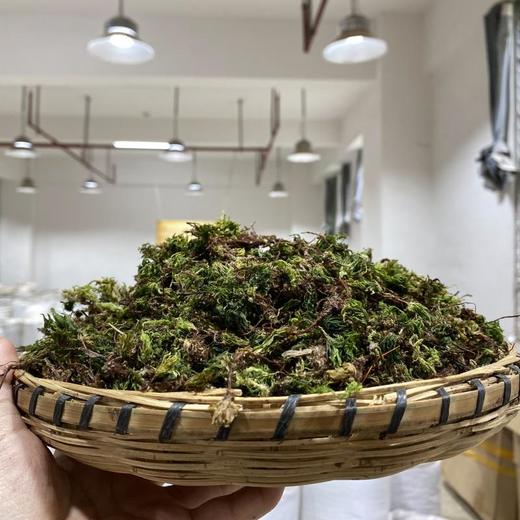 回心草 商品图1