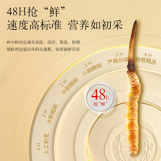 【正宗同仁堂品牌】北京同仁堂 青源堂 新鲜虫草0.81-1.0克/条 50条装 草头粗壮 优中选优 智能生态锁鲜SY 商品图4
