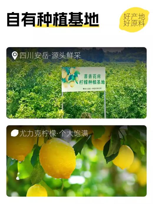 喜善花房冻干柠檬片泡水喝不加糖热泡冷泡水果茶柠檬干片泡茶花茶 商品图1