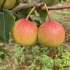 生态高原红云梨| 合作生产*Ecological plateau red cloud pear Partner Production 商品缩略图1
