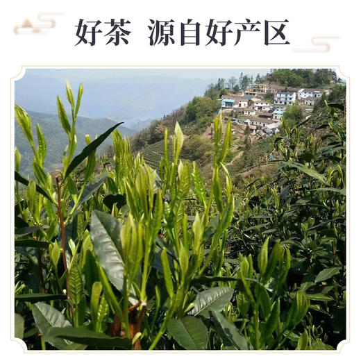 【圳雅】太平猴魁 2024尝鲜装 50g 商品图1