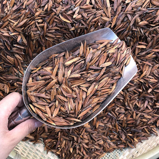 喜树果 商品图3