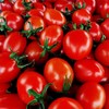 【酸甜可口！圣女果小番茄】农家种植，选自优质好果，色泽诱人 清甜爽口 酸甜爆汁，健康水果零食小西红柿5斤装-觅食坊 商品缩略图4