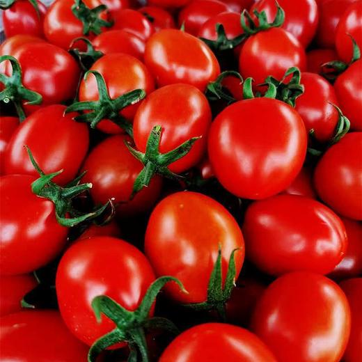 【酸甜可口！圣女果小番茄】农家种植，选自优质好果，色泽诱人 清甜爽口 酸甜爆汁，健康水果零食小西红柿5斤装-觅食坊 商品图4