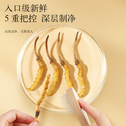 【正宗同仁堂品牌】北京同仁堂 青源堂 新鲜虫草0.81-1.0克/条 50条装 草头粗壮 优中选优 智能生态锁鲜SY 商品图7