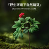 【正宗同仁堂品牌】北京同仁堂 林下山参1.51-2.5g/B 约1.95克 自然参香味足 长白山脉原产 应季手工采挖 自然晾晒SY 商品缩略图5