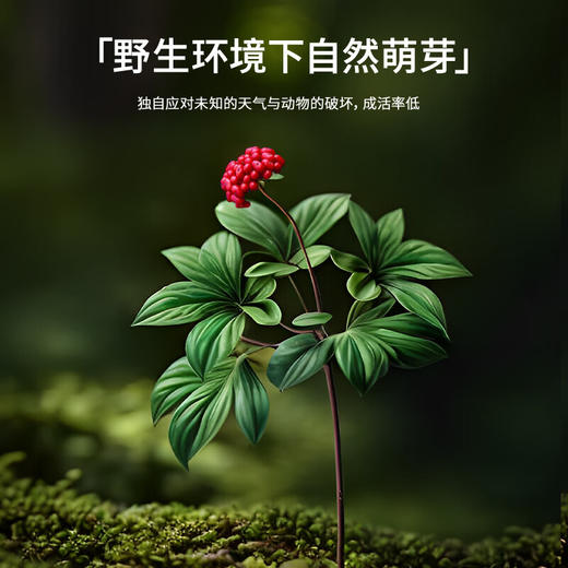 【正宗同仁堂品牌】北京同仁堂 林下山参1.51-2.5g/B 约1.95克 自然参香味足 长白山脉原产 应季手工采挖 自然晾晒SY 商品图5