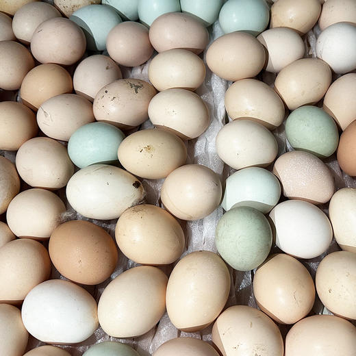 【包邮】真正农村散养土鸡蛋 柴鸡蛋  吃粮食和小虫  新鲜土鸡蛋20枚/30枚 破损包赔 商品图3