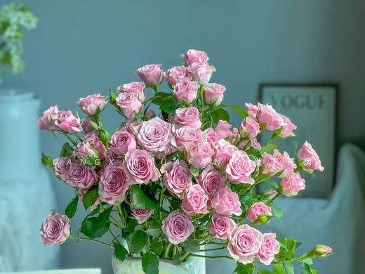 【AB级诺拉多头玫瑰.第二份减10元】5支/份 长约60-65cm 商品图4