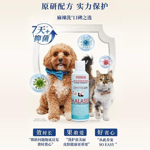 澳洲Dermcare麻辣洗抗菌药浴香波 250ml  官方直供 正品保证   犬猫通用 猫癣马拉色菌等皮肤问题 商品图3