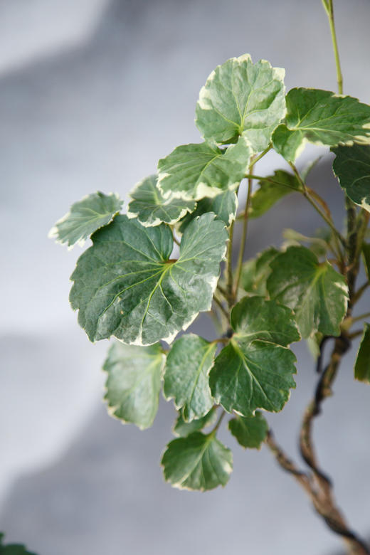 黑盆花叶福禄桐 商品图1