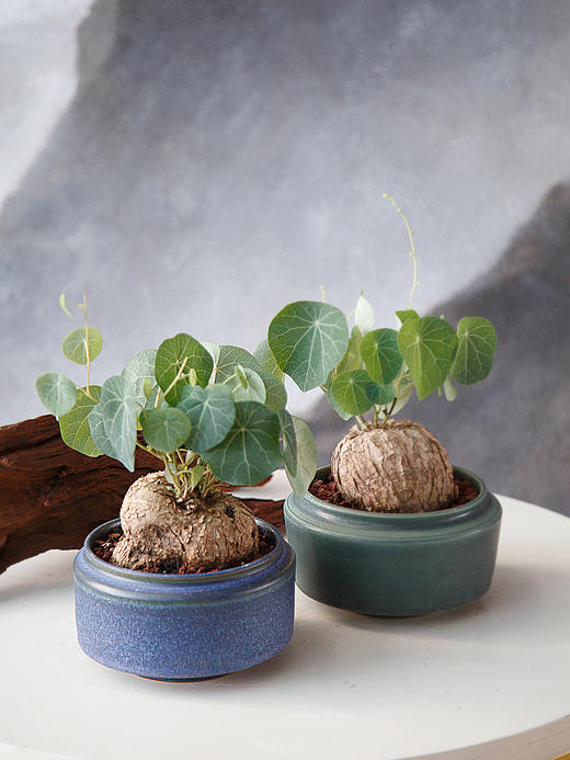 山乌龟 商品图0