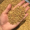 苦荞茶 商品缩略图1