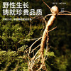 【正宗同仁堂品牌】北京同仁堂 林下山参 1-1.5g/C 自然参香味足 15年参 长白山脉原产 应季手工采挖 自然晾晒SY 商品缩略图5