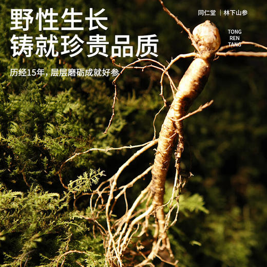 【正宗同仁堂品牌】北京同仁堂 林下山参 1-1.5g/C 自然参香味足 15年参 长白山脉原产 应季手工采挖 自然晾晒SY 商品图5