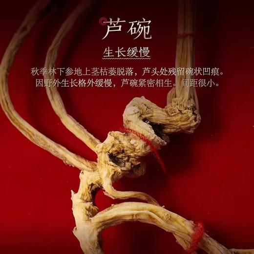 【长白山人参】野山参5克礼盒【分销直播】 商品图2