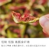 【美味零食丨休闲零食果干合集】采用优质鲜果，用传统烘烤工艺精简加工，zui大程度保留原味，口感鲜美，果香浓郁，配料简单，老人小孩都可以吃 商品缩略图3