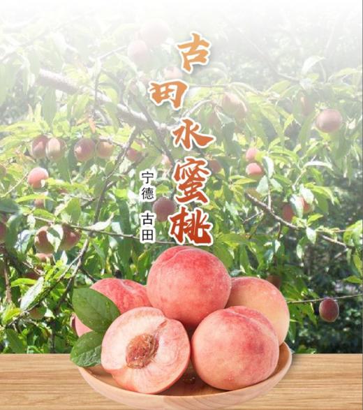 古田水蜜桃   2.5kg（7月23日到货）【MJ】 商品图0