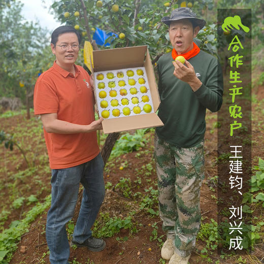生态高原红云梨| 合作生产*Ecological plateau red cloud pear Partner Production 商品图2