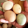 【包邮】真正农村散养土鸡蛋 柴鸡蛋  吃粮食和小虫  新鲜土鸡蛋20枚/30枚 破损包赔 商品缩略图2