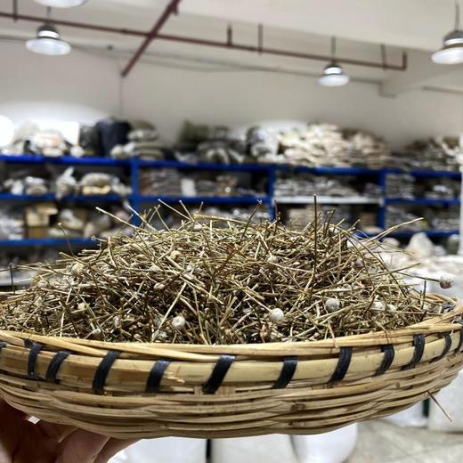 谷精草 商品图1