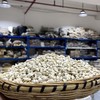 橘核 生橘核 桔核 商品缩略图1