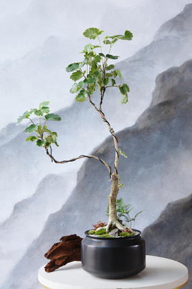 黑盆花叶福禄桐