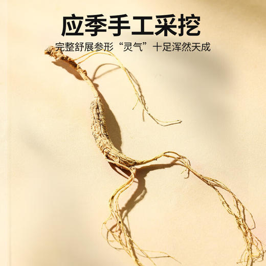 【正宗同仁堂品牌】北京同仁堂 林下山参1.51-2.5g/B 约1.95克 自然参香味足 长白山脉原产 应季手工采挖 自然晾晒SY 商品图4