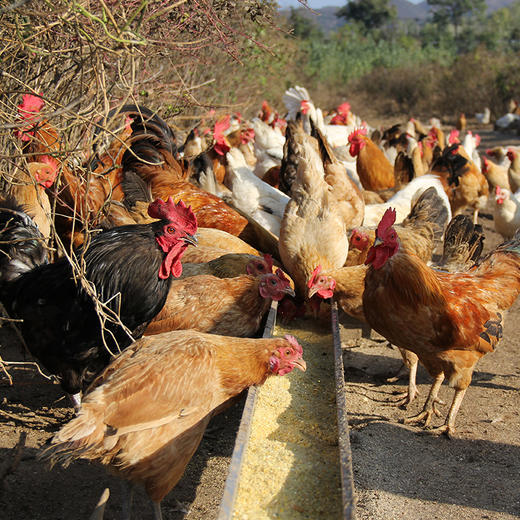 【包邮】真正农村散养土鸡蛋 柴鸡蛋  吃粮食和小虫  新鲜土鸡蛋20枚/30枚 破损包赔 商品图6