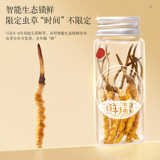 【正宗同仁堂品牌】北京同仁堂 青源堂 新鲜虫草0.81-1.0克/条 50条装 草头粗壮 优中选优 智能生态锁鲜SY 商品图6