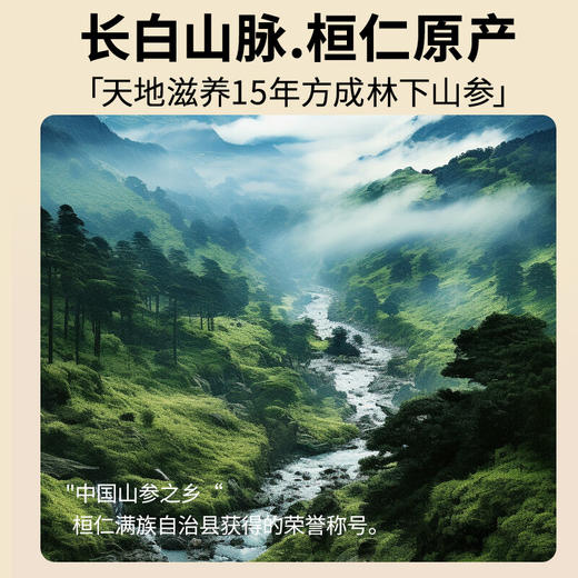 【正宗同仁堂品牌】北京同仁堂 林下山参-1-1.5g/B 自然参香味足 15年参 长白山脉原产 应季手工采挖 自然晾晒SY 商品图4