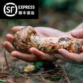 【2024年香格里拉 新鲜野生松茸】顺丰空运到家 自然清香 营养美味 层层筛选 品质松茸 第一批数量稀少 精选香格里拉野生松茸 带有独特松香气息 未开伞松茸 泡沫箱➕冰袋 8种规格任选 中秋送礼推荐