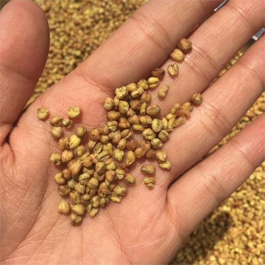 苦荞茶 商品图2