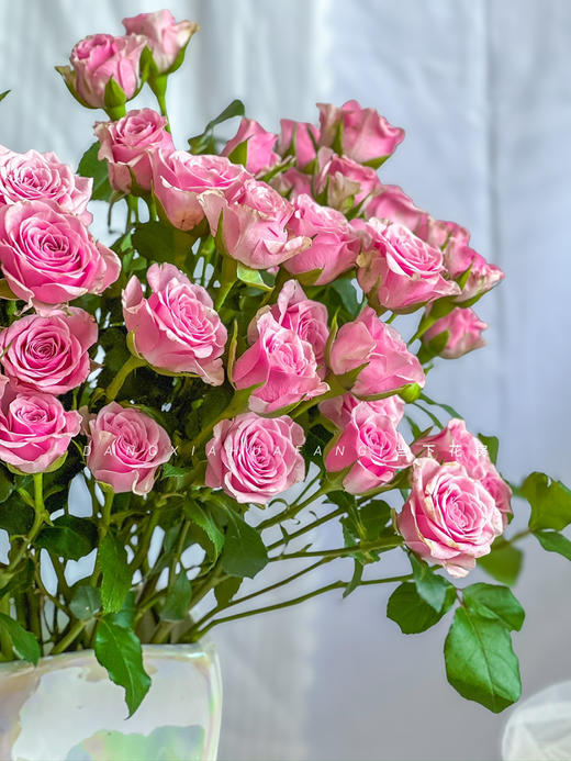 【AB级诺拉多头玫瑰.第二份减10元】5支/份 长约60-65cm 商品图6