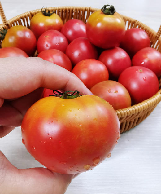 国家地理标志 绿色认证 碱地种植【CCTV推荐-盒马同款盘锦碱地西红柿】高于普通番茄VC含量  顺丰速递 新鲜送到家 商品图12