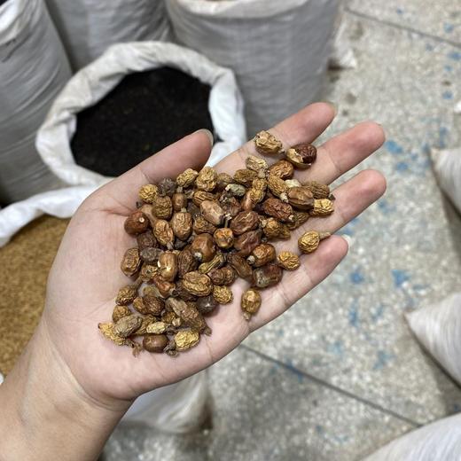 红豆蔻 商品图4