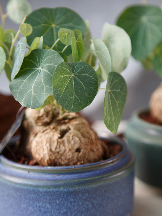 山乌龟 商品图2